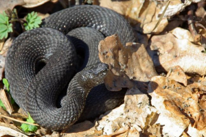 Gadyuk nikolsky: apsolutno crna i otrovna zmija Gadyuk nikolsky: apsolutno crna i otrovna zmija